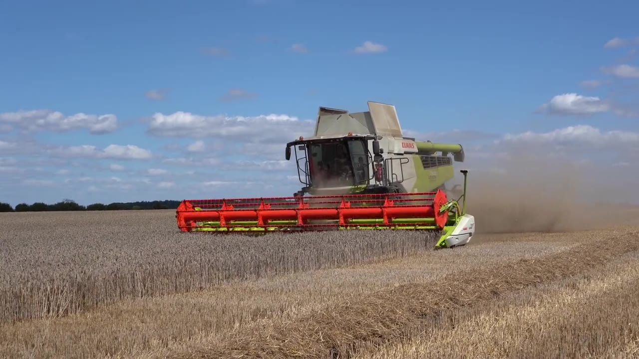 CLAAS-Mähdrescher bei der Weizenernte im Sommer